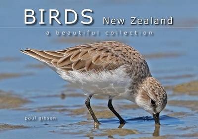 Birds New Zealand - A Beautiful Collection - Gibson, Paul